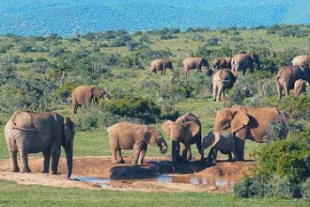 South Africa Deluxe Tour and Wild Safari